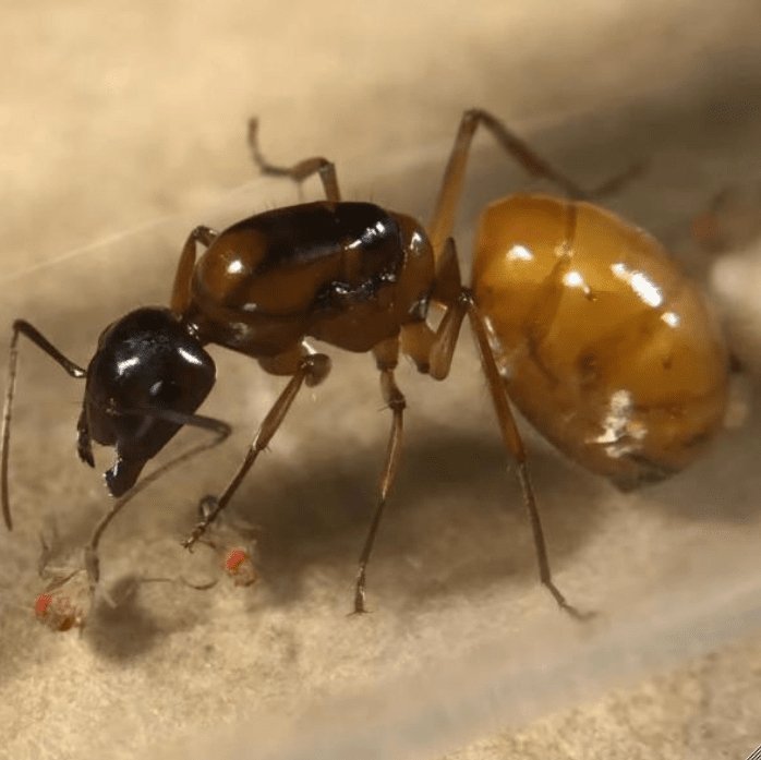 Camponotus semitestaceus (Sunrise Carpenter Ant) - Canada Ant Colony