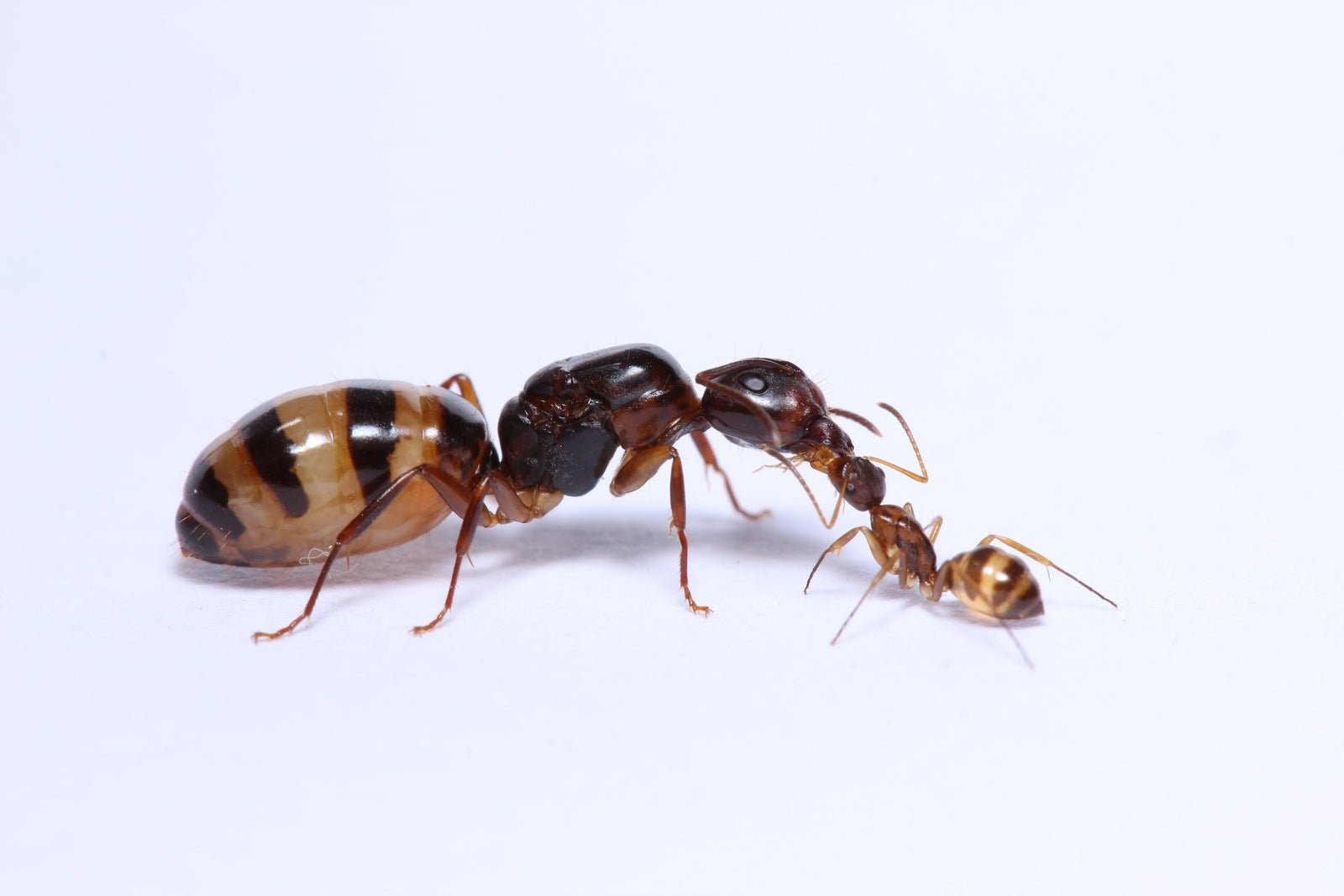 Camponotus subbarbatus (Bumblebee Carpenter Ant) - Canada Ant Colony