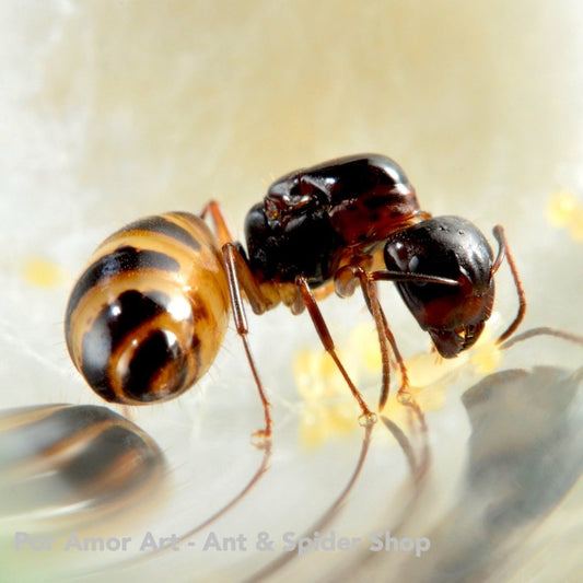 Camponotus subbarbatus (Bumblebee Carpenter Ant) - Canada Ant Colony