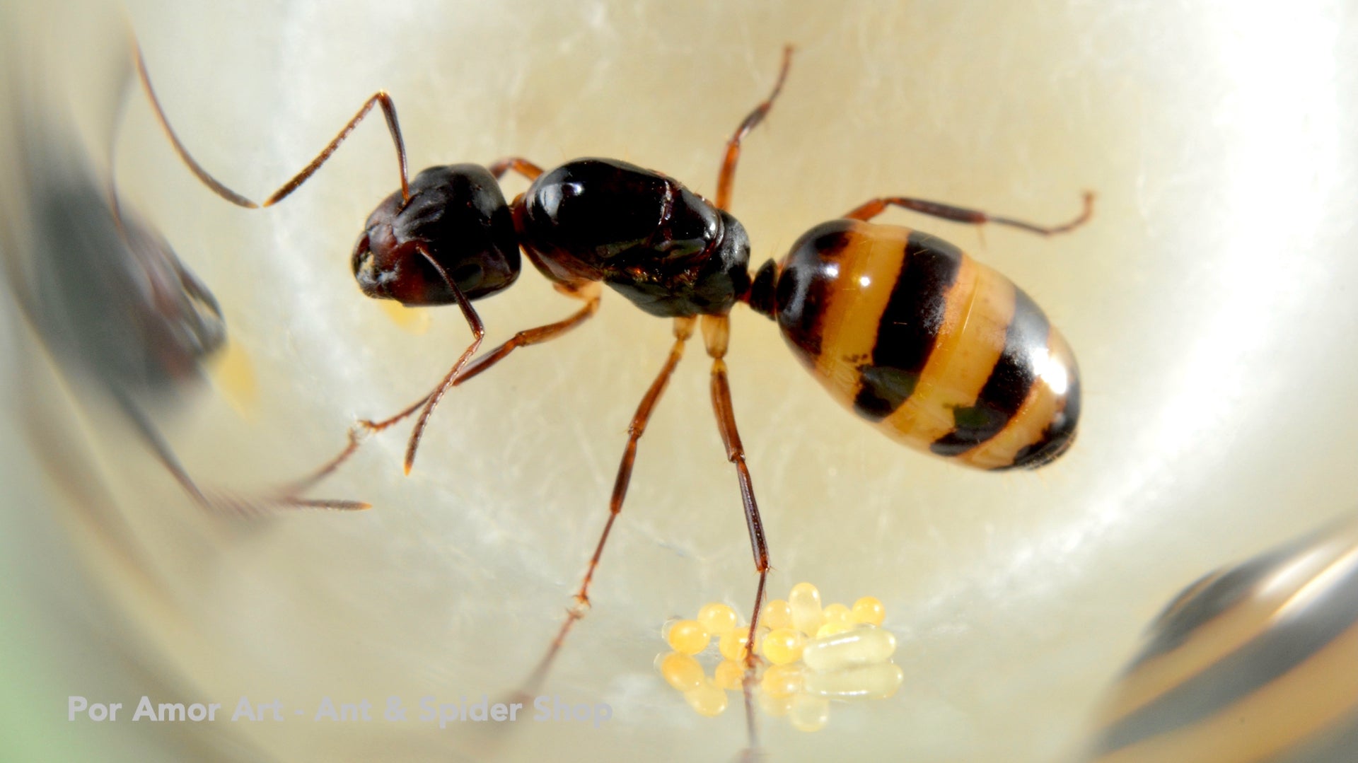 Camponotus subbarbatus (Bumblebee Carpenter Ant) - Canada Ant Colony