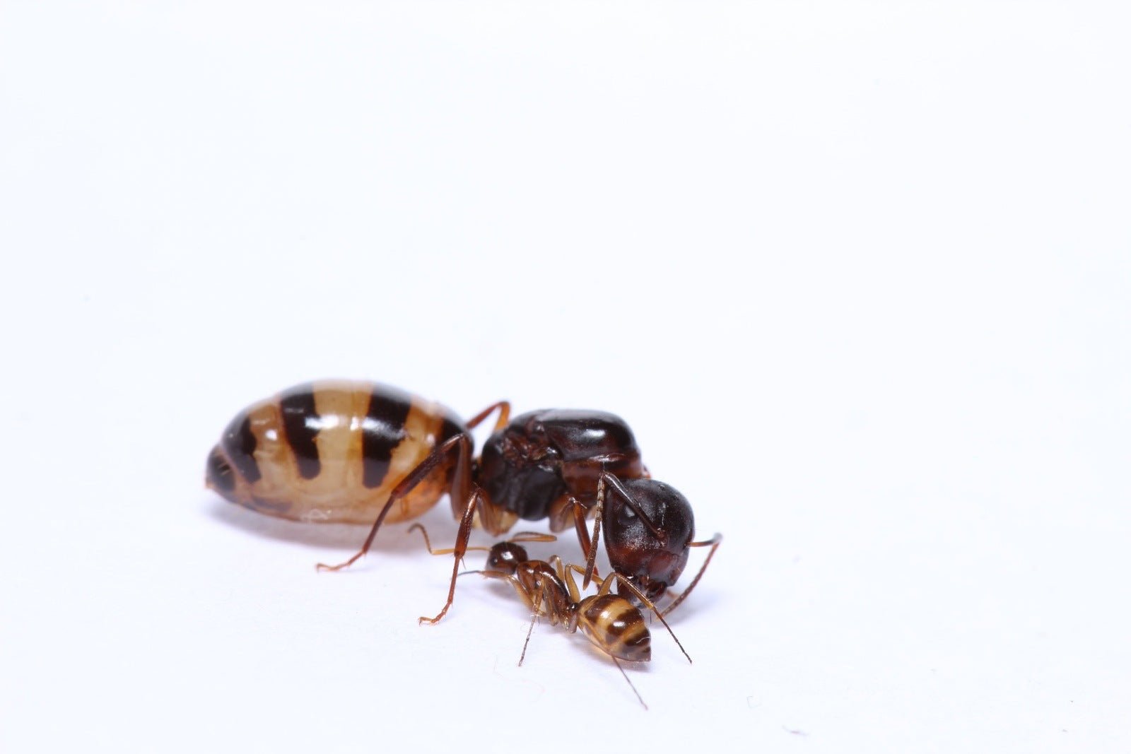 Camponotus subbarbatus (Bumblebee Carpenter Ant) - Canada Ant Colony