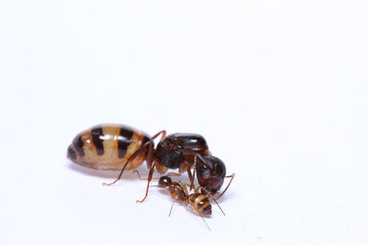 Camponotus subbarbatus (Bumblebee Carpenter Ant) - Canada Ant Colony