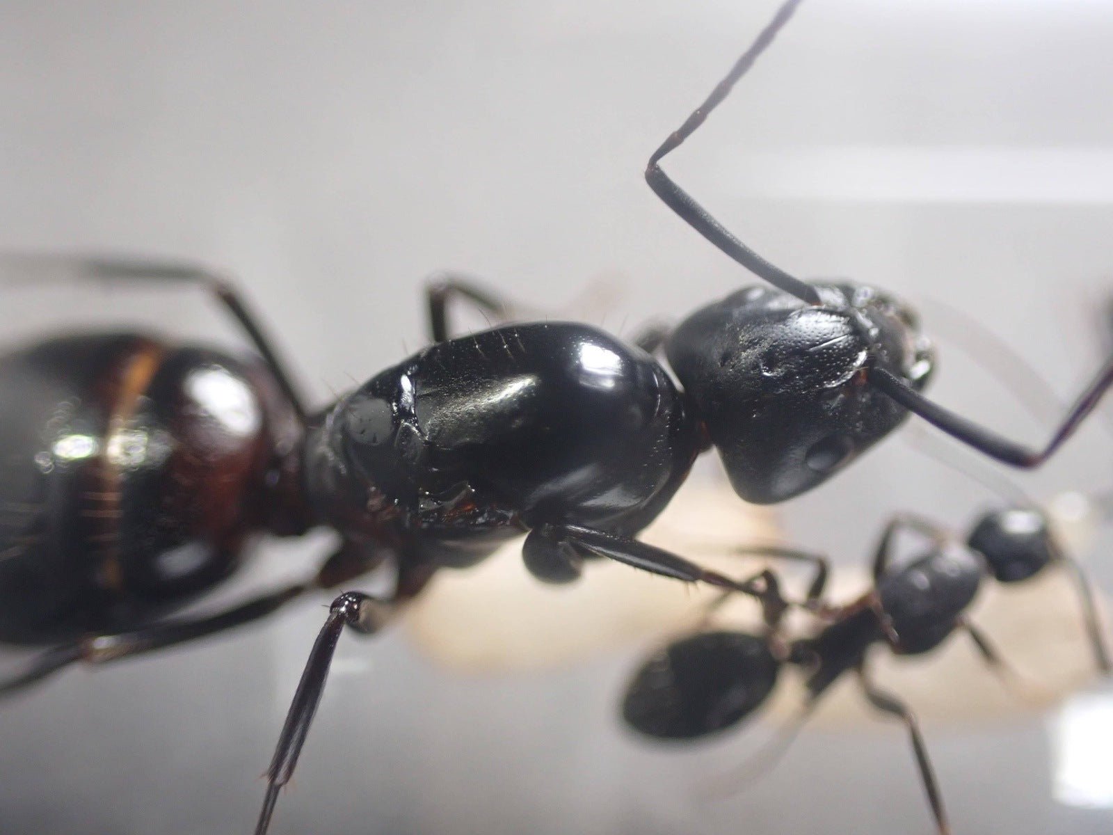 Camponotus vicinus "Black" (Neigbouring Carpenter Ant) - Canada Ant Colony