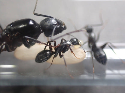 Camponotus vicinus "Black" (Neigbouring Carpenter Ant) - Canada Ant Colony