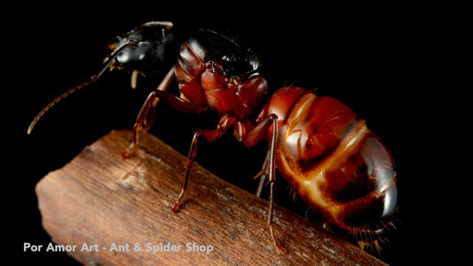 Camponotus vicinus (Variable Carpenter Ant) - Canada Ant Colony