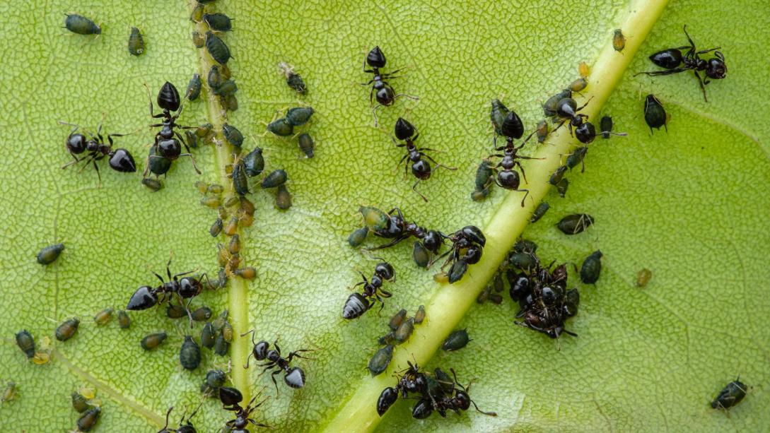 Crematogaster cerasi (Cherry Acrobat Ants) - Canada Ant Colony