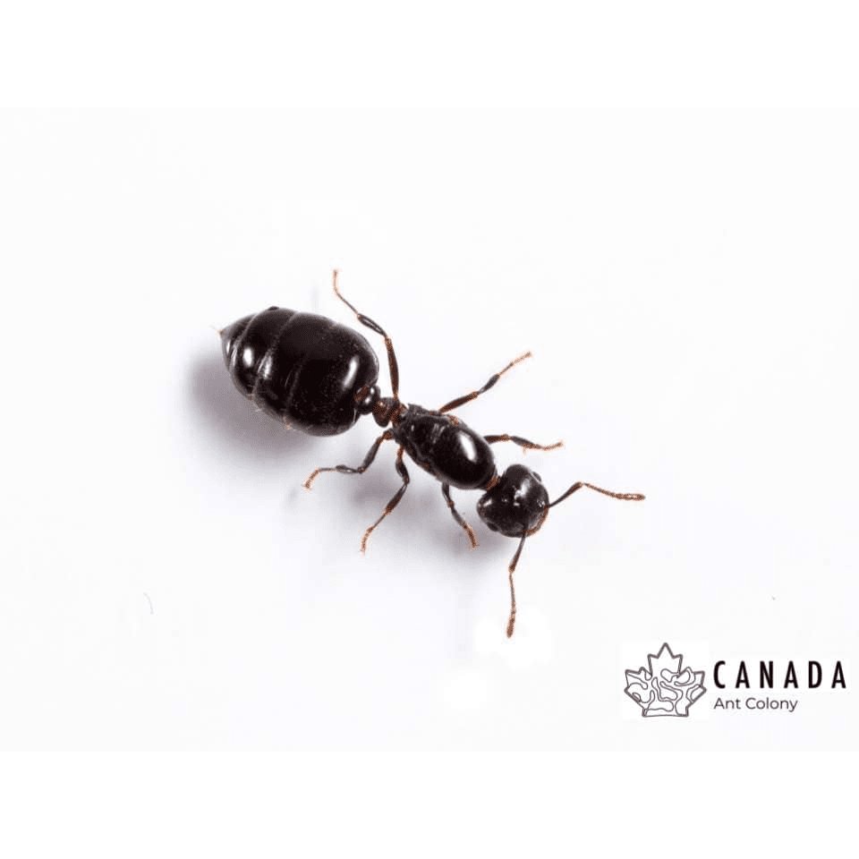 Crematogaster cerasi (Cherry Acrobat Ants) - Canada Ant Colony