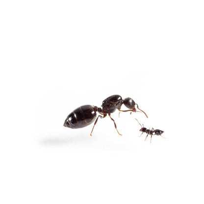 Crematogaster cerasi (Cherry Acrobat Ants) - Canada Ant Colony