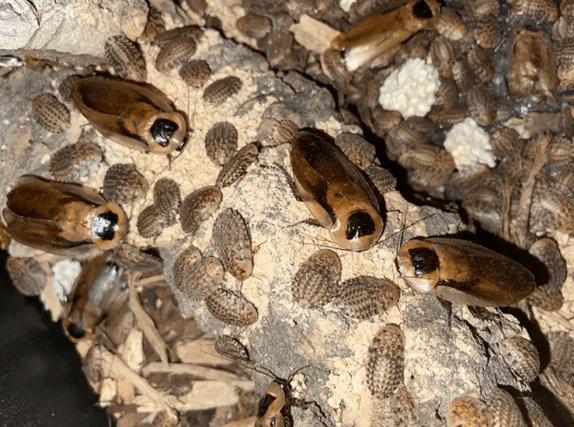 Discoid Roaches (Blaberus discoidalis) - Canada Ant Colony