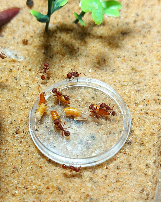 Feeding Dishes - Canada Ant Colony