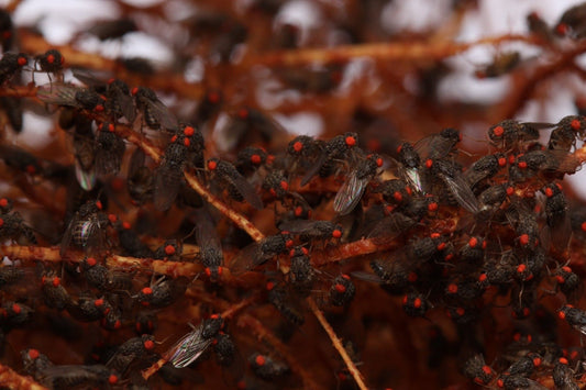 Flightless Fruit Fly Culture - Canada Ant Colony