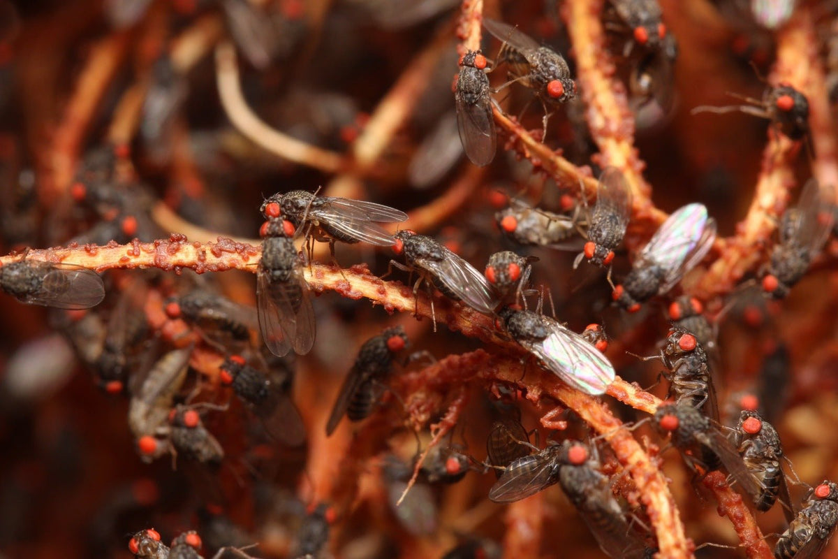 Flightless Fruit Fly Culture – Canada Ant Colony