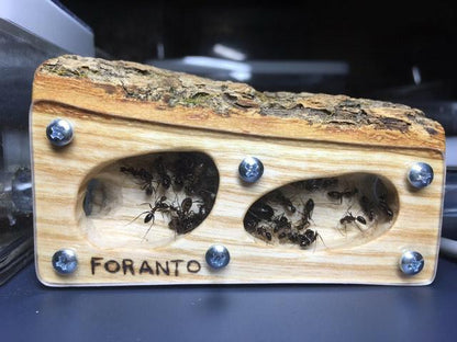 Foranto Wood Nests - 8 x 6 - Canada Ant Colony