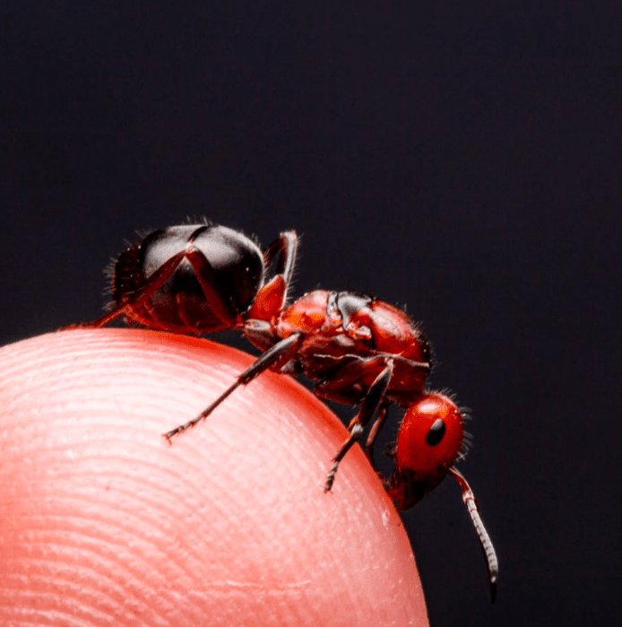 Formica aserva (Blood - Red Field Ants) - Canada Ant Colony