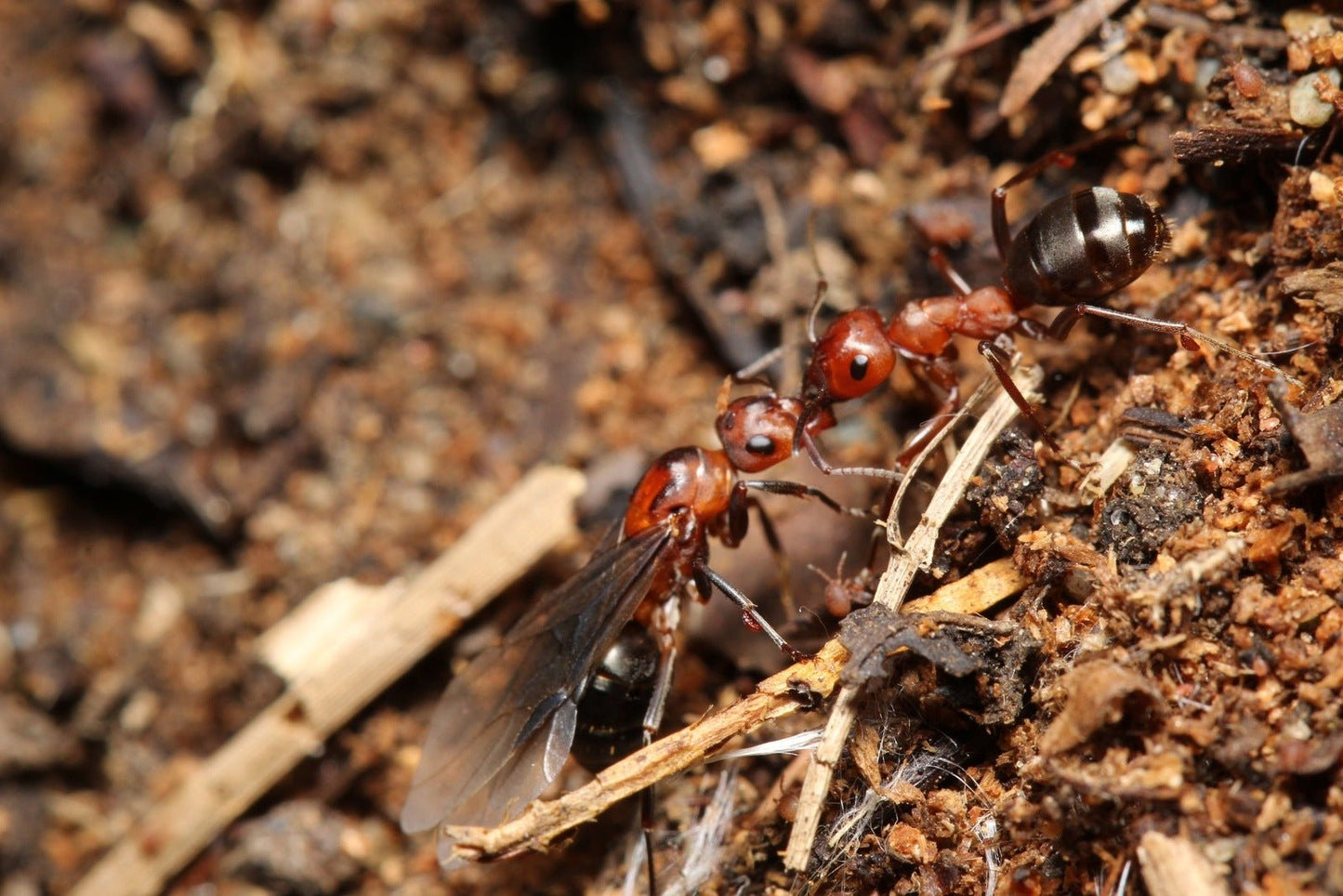 Formica aserva (Blood - Red Field Ants) - Canada Ant Colony