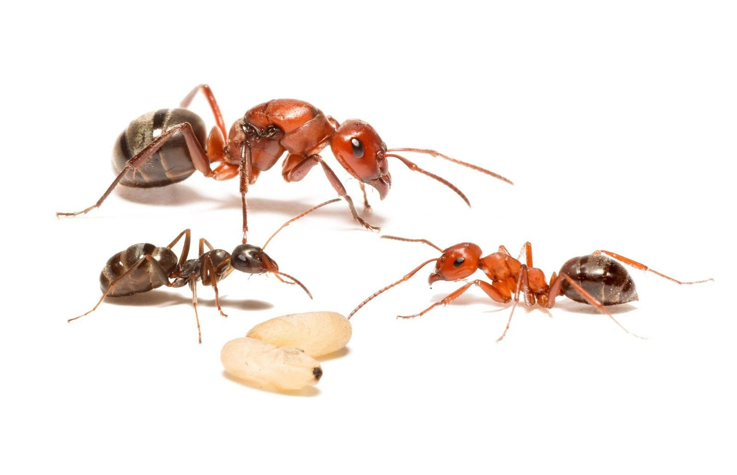 Formica aserva (Blood - Red Field Ants) - Canada Ant Colony