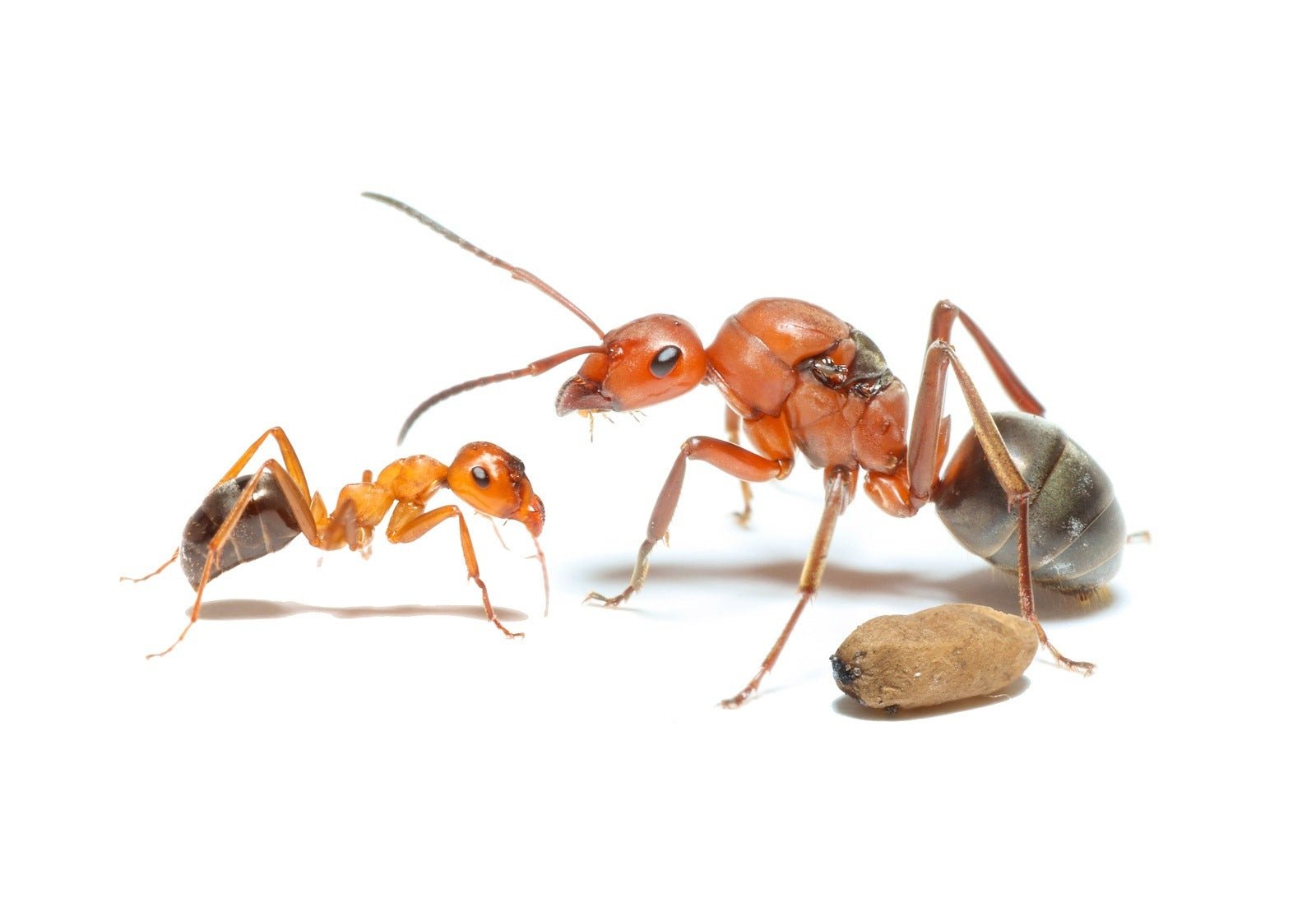 Formica integra (Red Mound Ant) - Canada Ant Colony