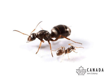 Formica montana (Prairie Field Ant) - Canada Ant Colony