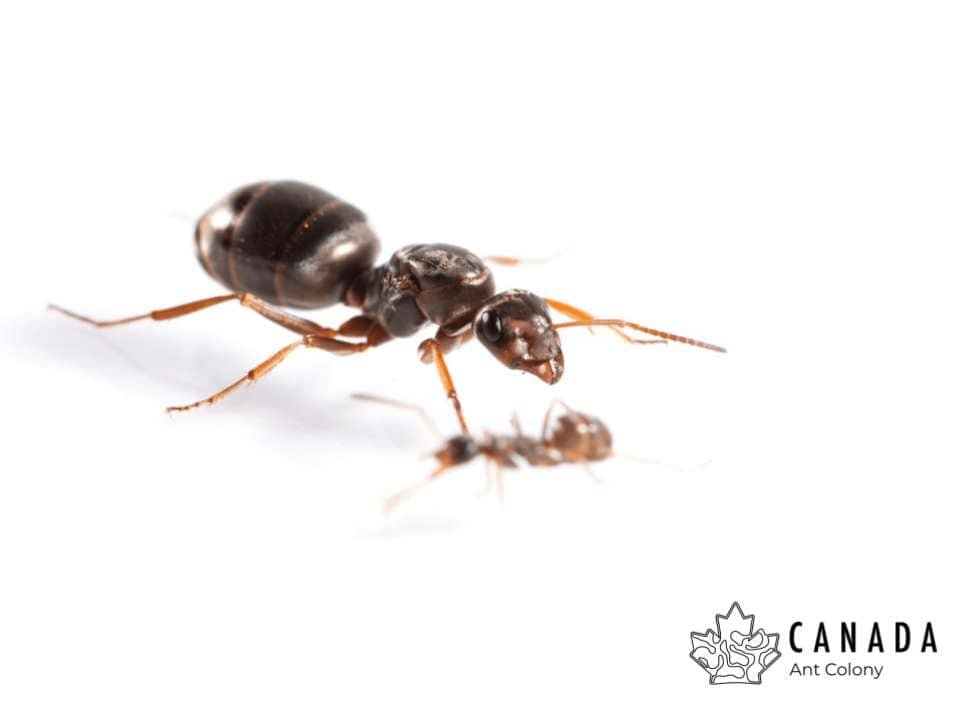 Formica montana (Prairie Field Ant) - Canada Ant Colony