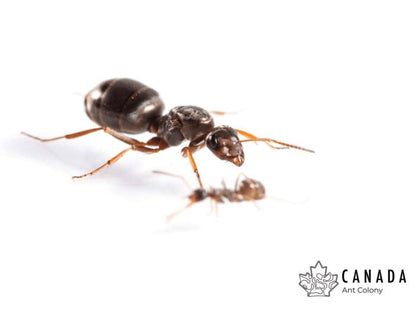 Formica montana (Prairie Field Ant) - Canada Ant Colony