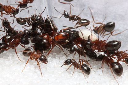 Formica neorufibarbis (New World Red Bearded Field Ant) - Canada Ant Colony