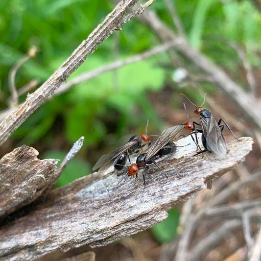 Formica obscuripes (Western Thatching Ant) - Canada Ant Colony