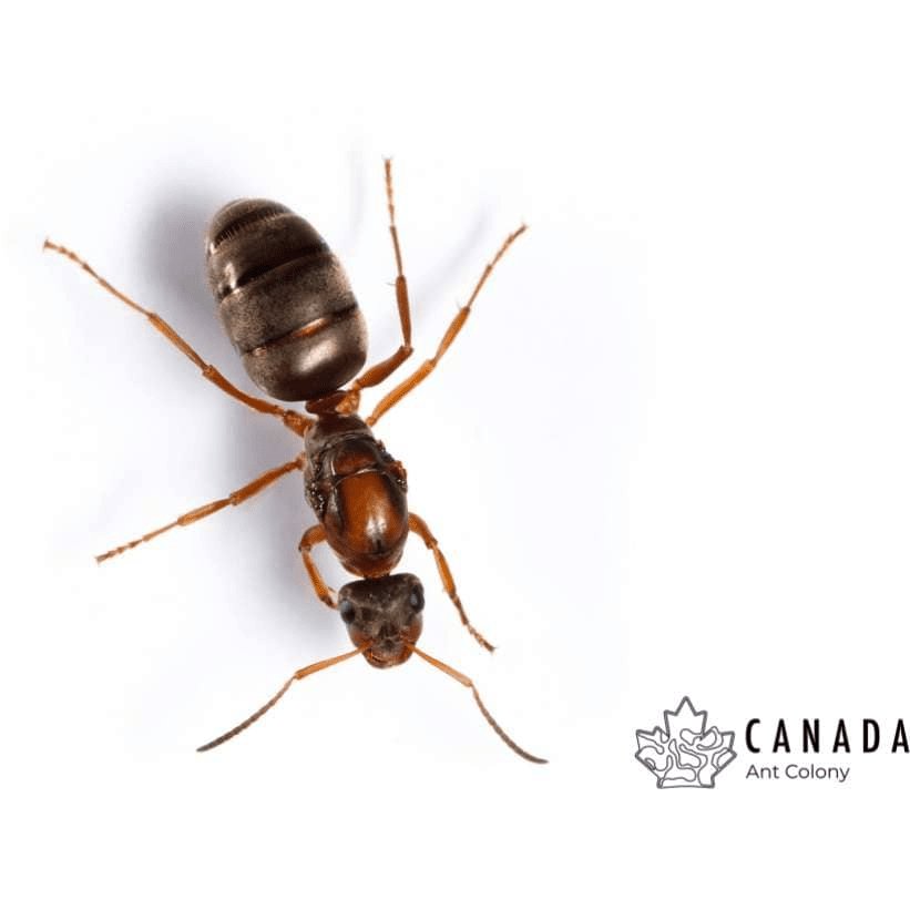 Formica pacifica (Pacific Field Ant) - Canada Ant Colony