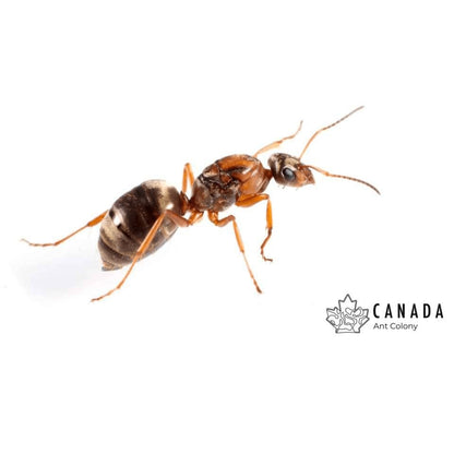 Formica pacifica (Pacific Field Ant) - Canada Ant Colony