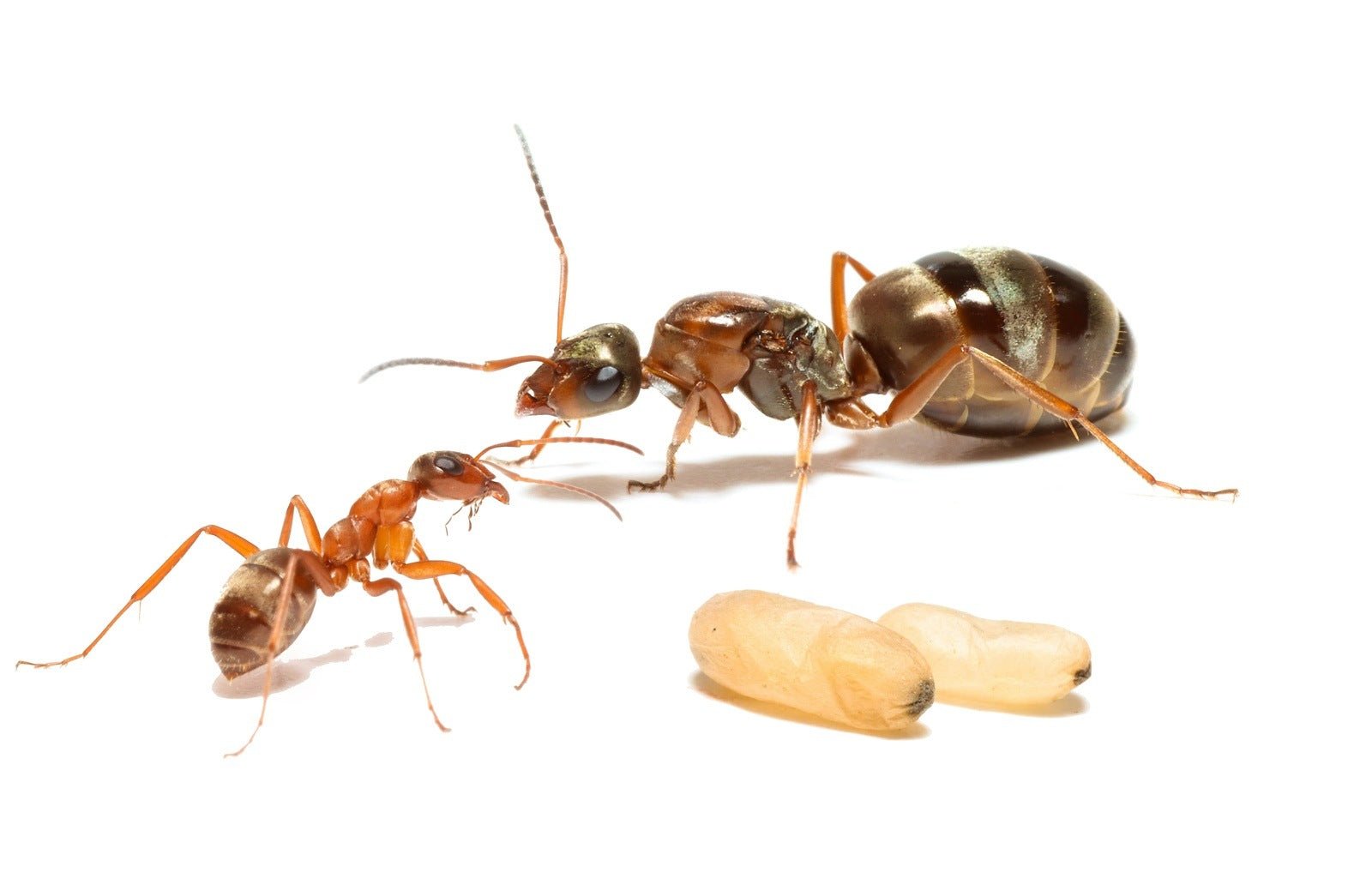 Formica pacifica (Pacific Field Ant) - Canada Ant Colony