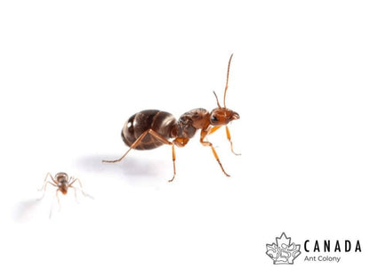 Formica pacifica (Pacific Field Ant) - Canada Ant Colony