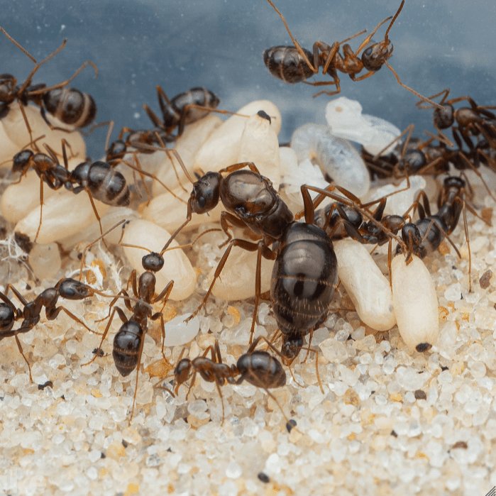 Formica pallidefulva (Pale Field Ant) - Canada Ant Colony