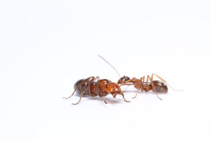 Formica subnitens (Shiny Field Ant) - Canada Ant Colony