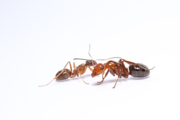 Formica subnitens (Shiny Field Ant) - Canada Ant Colony