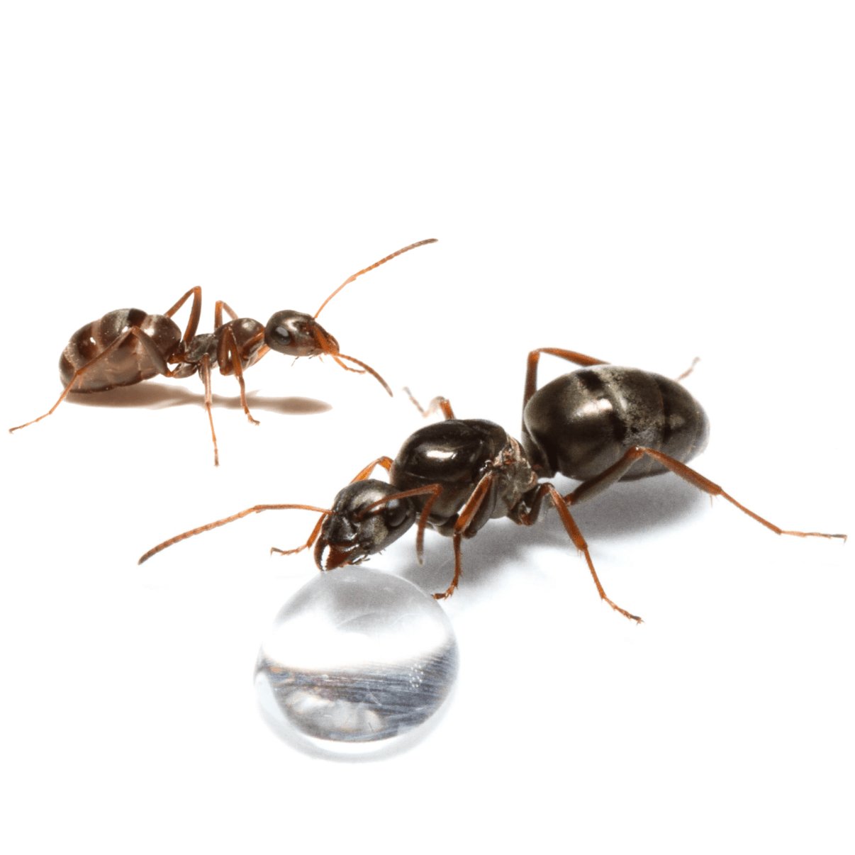 Formica subsericea (Silky Field Ant) - Canada Ant Colony