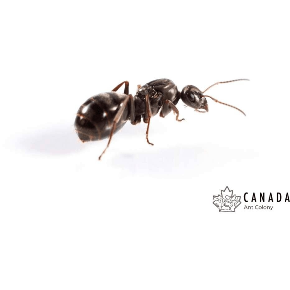 Formica subsericea (Silky Field Ant) - Canada Ant Colony