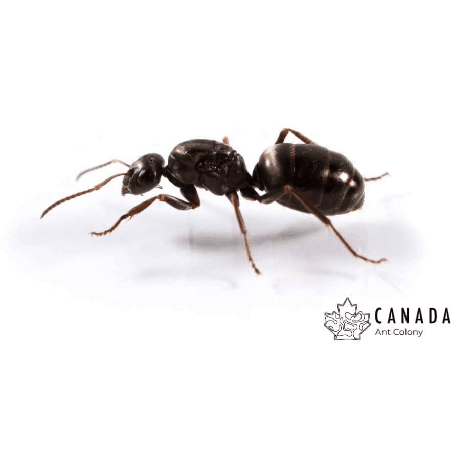 Formica subsericea (Silky Field Ant) - Canada Ant Colony