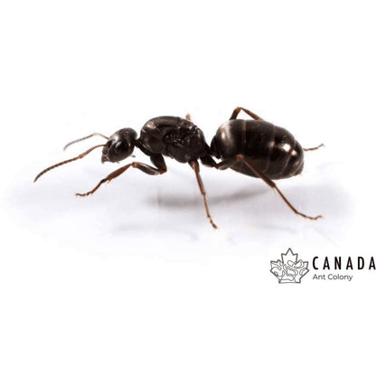 Formica subsericea (Silky Field Ant) - Canada Ant Colony