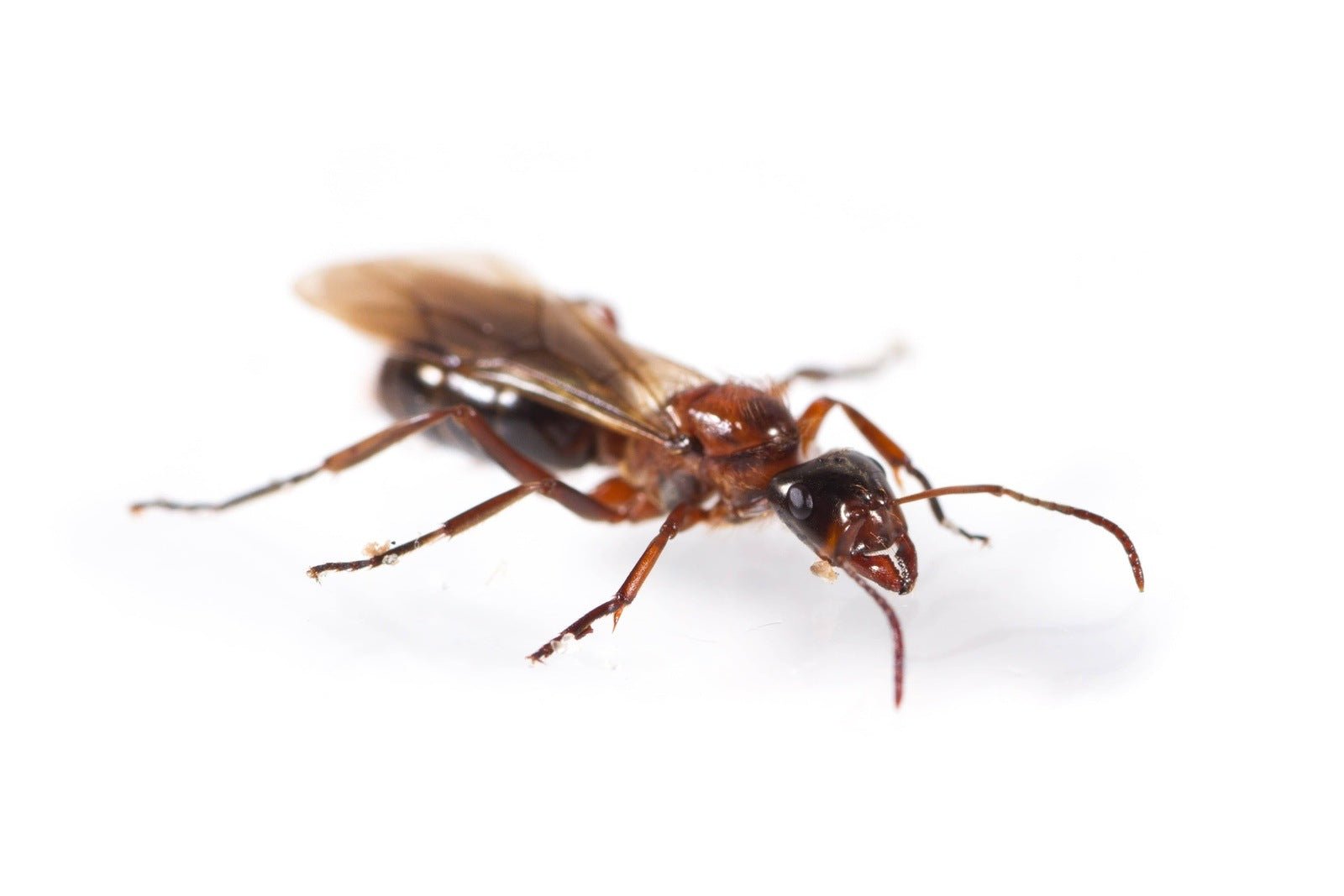 Formica ulkei (Ulke's Field Ant) - Canada Ant Colony