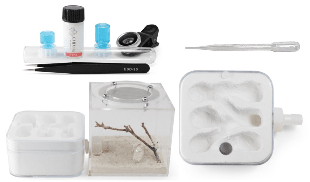 Hydrostone Nest - Aspersa Starter Kit - Canada Ant Colony