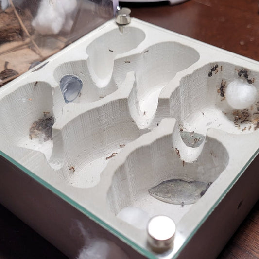 Itsa: Larger Ant Nest - Canada Ant Colony