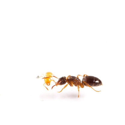 Lasius aphidicola (Shaded Fuzzy Ant) - Canada Ant Colony