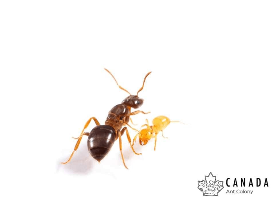 Lasius aphidicola (Shaded Fuzzy Ant) - Canada Ant Colony