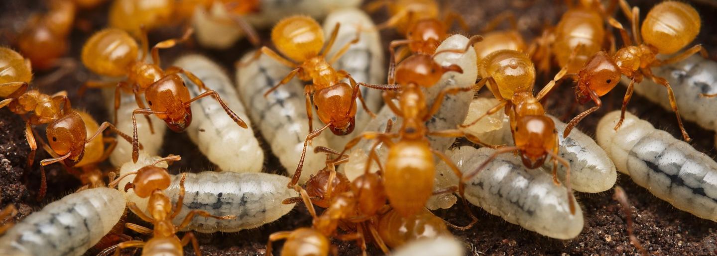 Lasius claviger (Smaller Citronella Ant) - Canada Ant Colony