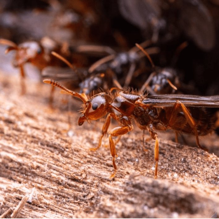 Lasius claviger (Smaller Citronella Ant) - Canada Ant Colony