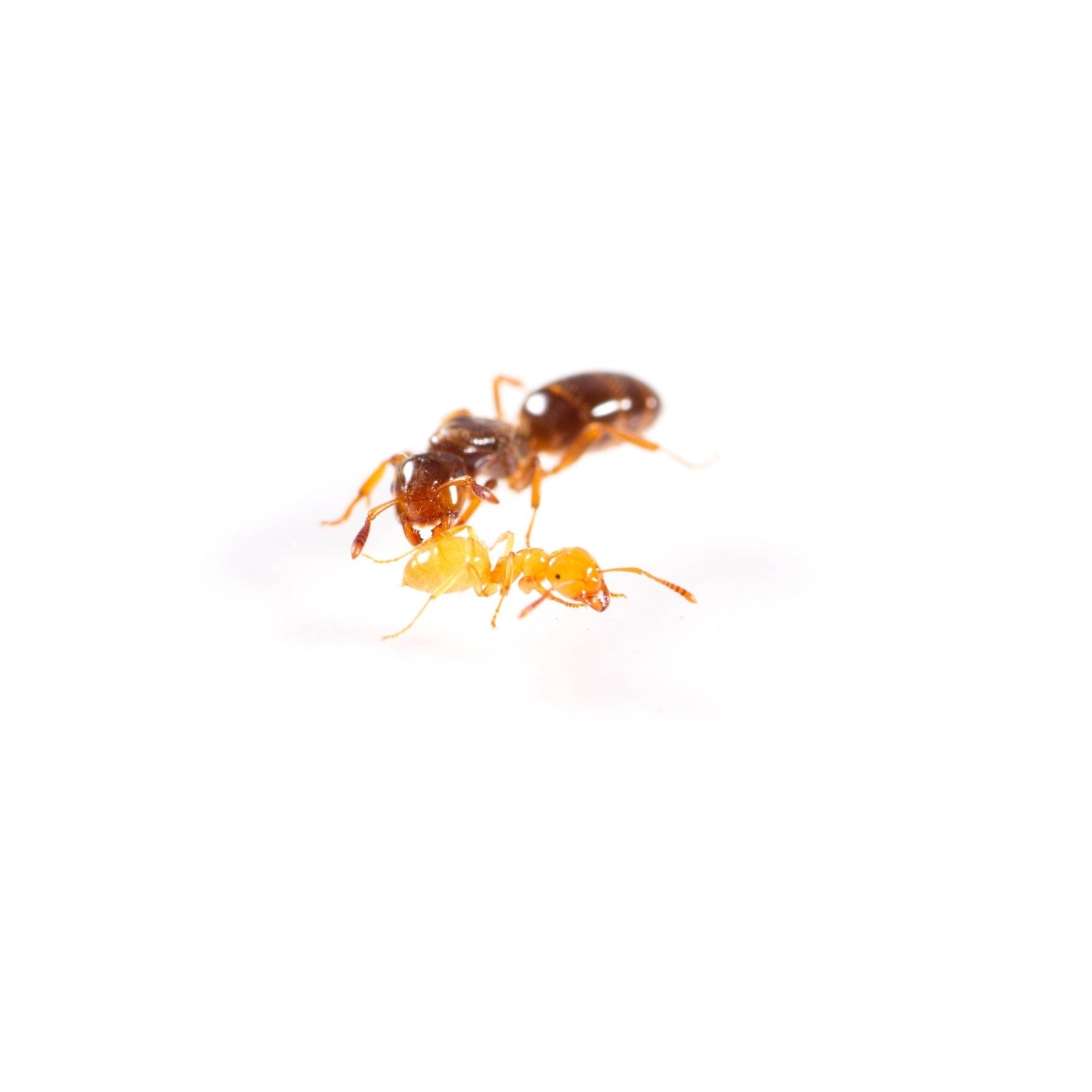 Lasius claviger (Smaller Citronella Ant) - Canada Ant Colony