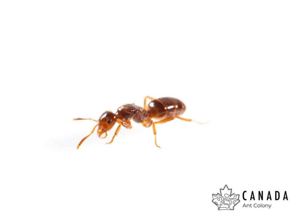 Lasius claviger (Smaller Citronella Ant) - Canada Ant Colony