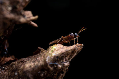 Lasius claviger (Smaller Citronella Ant) - Canada Ant Colony