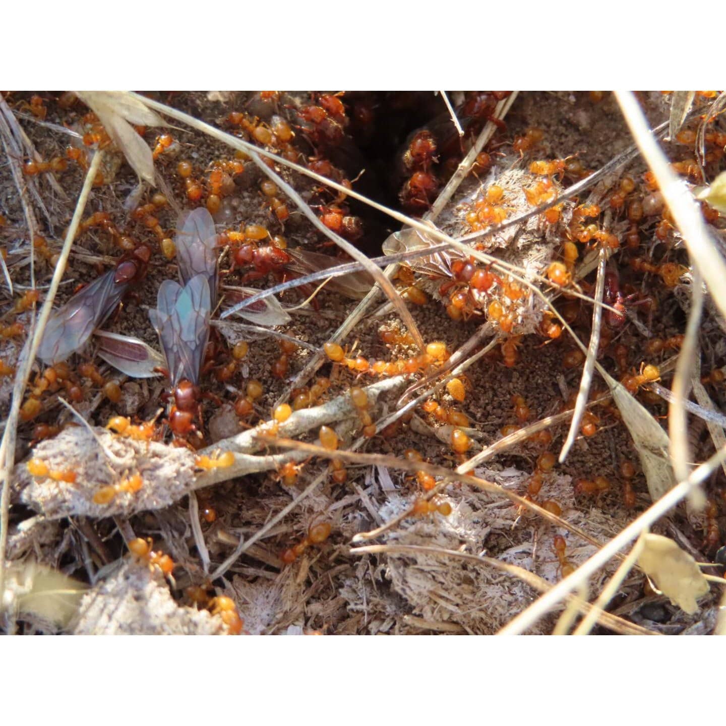 Lasius latipes (Wide - Legged Citronella Ant) - Canada Ant Colony