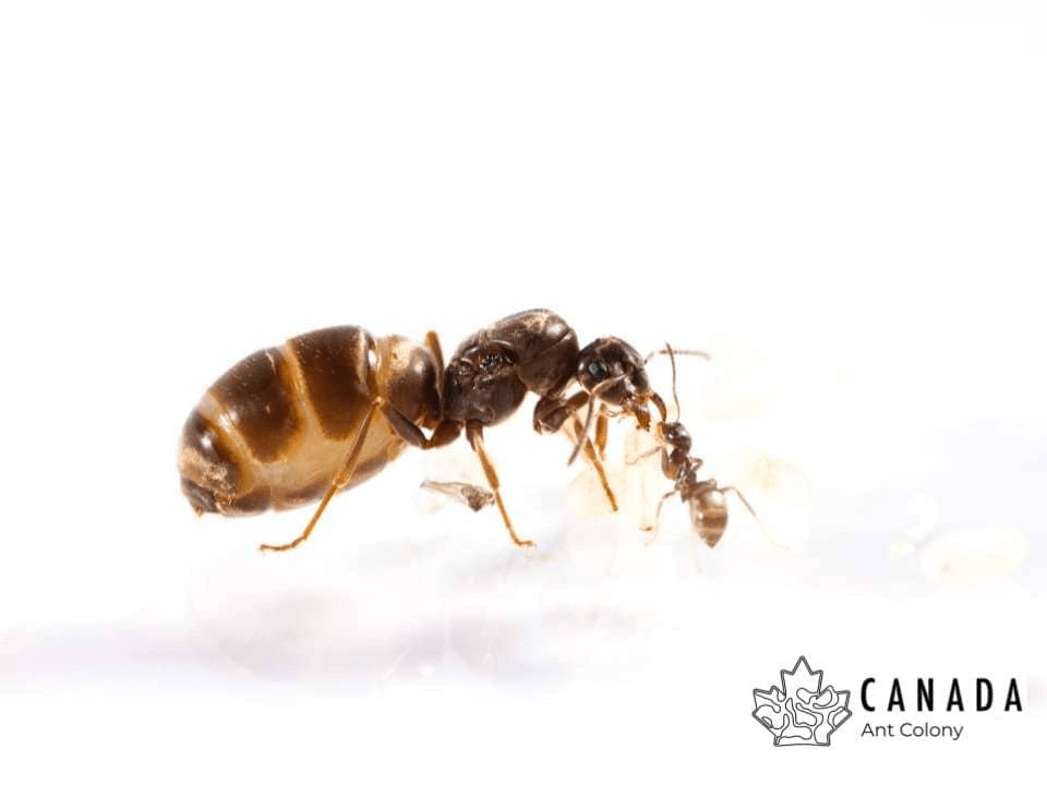 Lasius neoniger (Labour Day Ant) - Canada Ant Colony