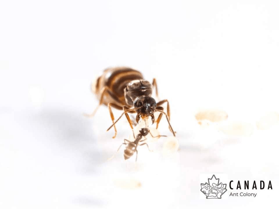 Lasius neoniger (Labour Day Ant) - Canada Ant Colony